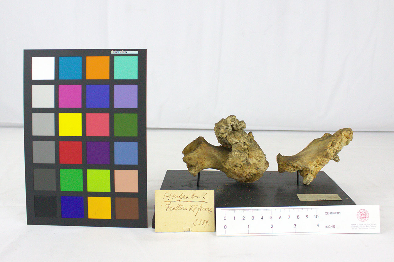 VERTEBRATI/MAMMIFERO/maiale (esemplare)