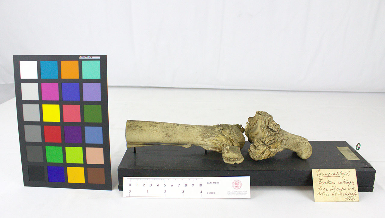 VERTEBRATI/ MAMMIFERI/ cavallo (esemplare)