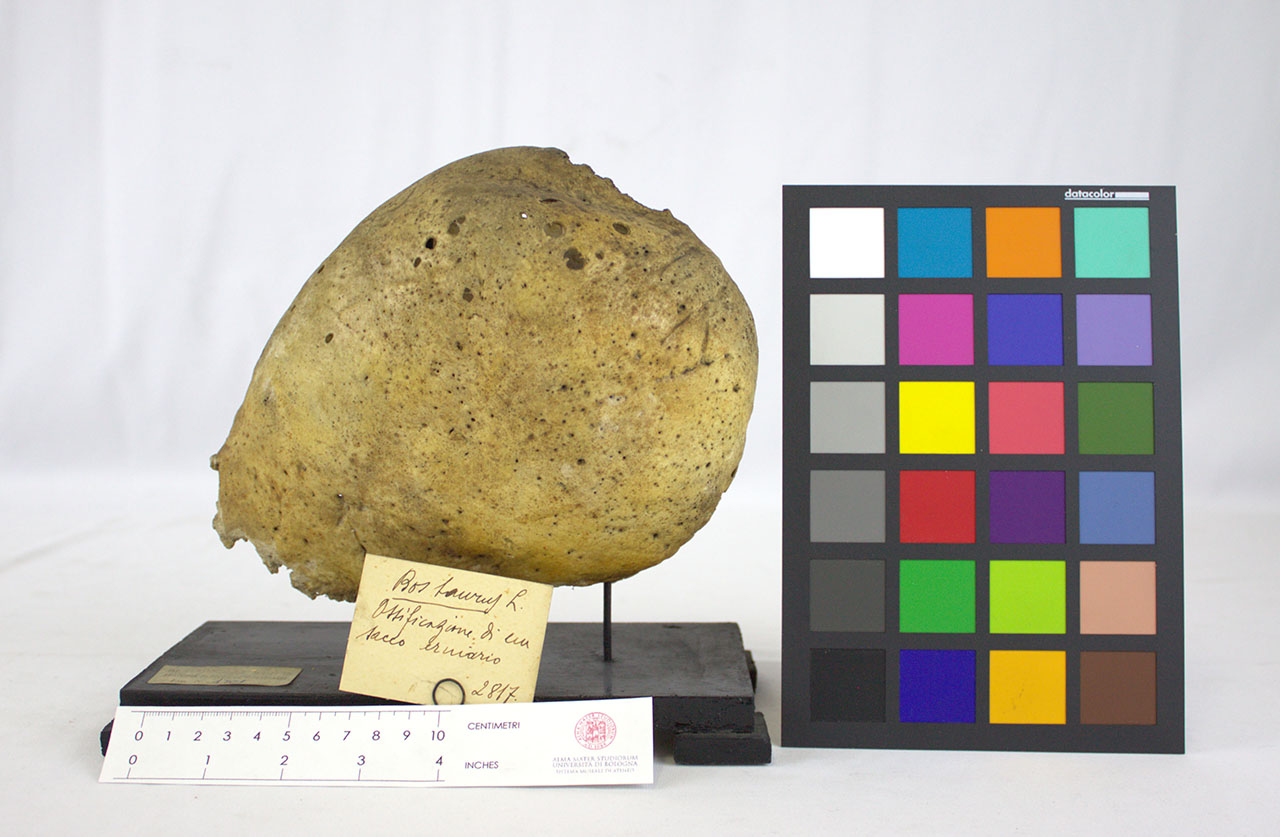 VERTEBRATI/ MAMMIFERI/ bovino (esemplare)