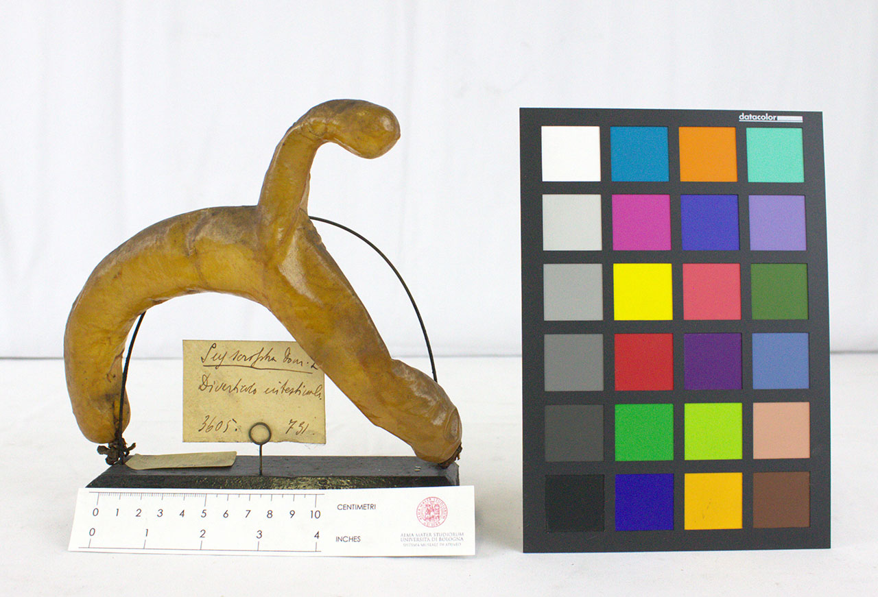 VERTEBRATI/MAMMIFERO/maiale (esemplare)