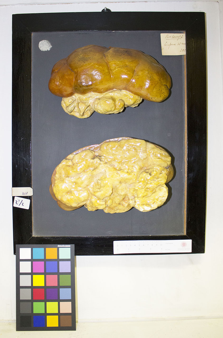 VERTEBRATI/ MAMMIFERI/ bovino (esemplare)