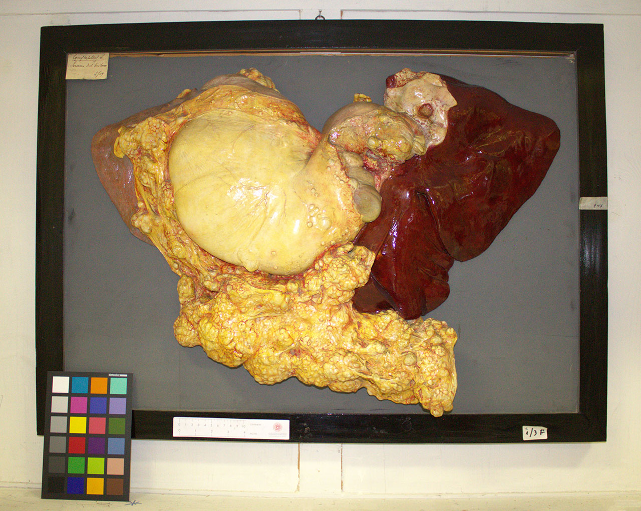 VERTEBRATI/ MAMMIFERI/ cavallo (esemplare)