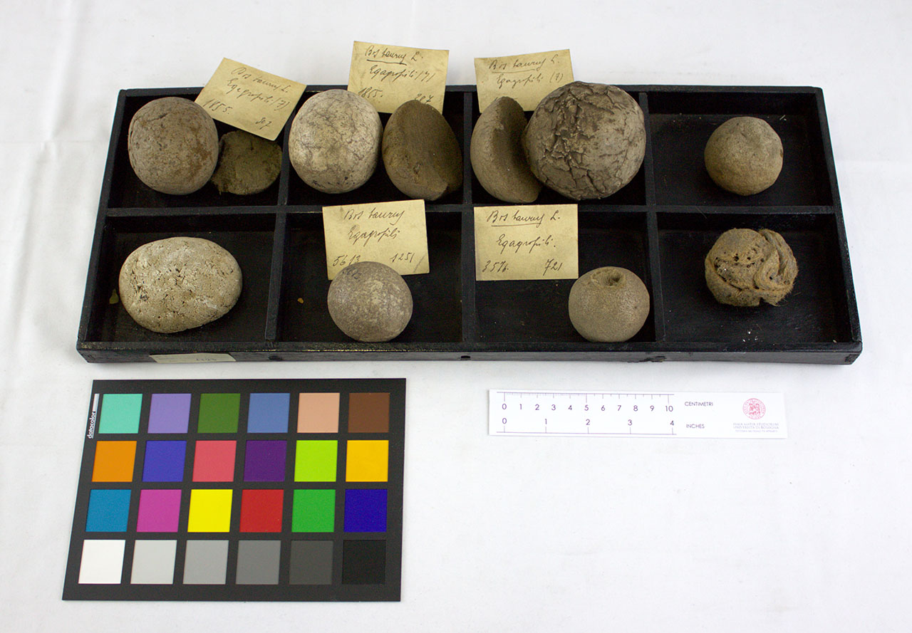 VERTEBRATI/ MAMMIFERI/ bovino (esemplare)