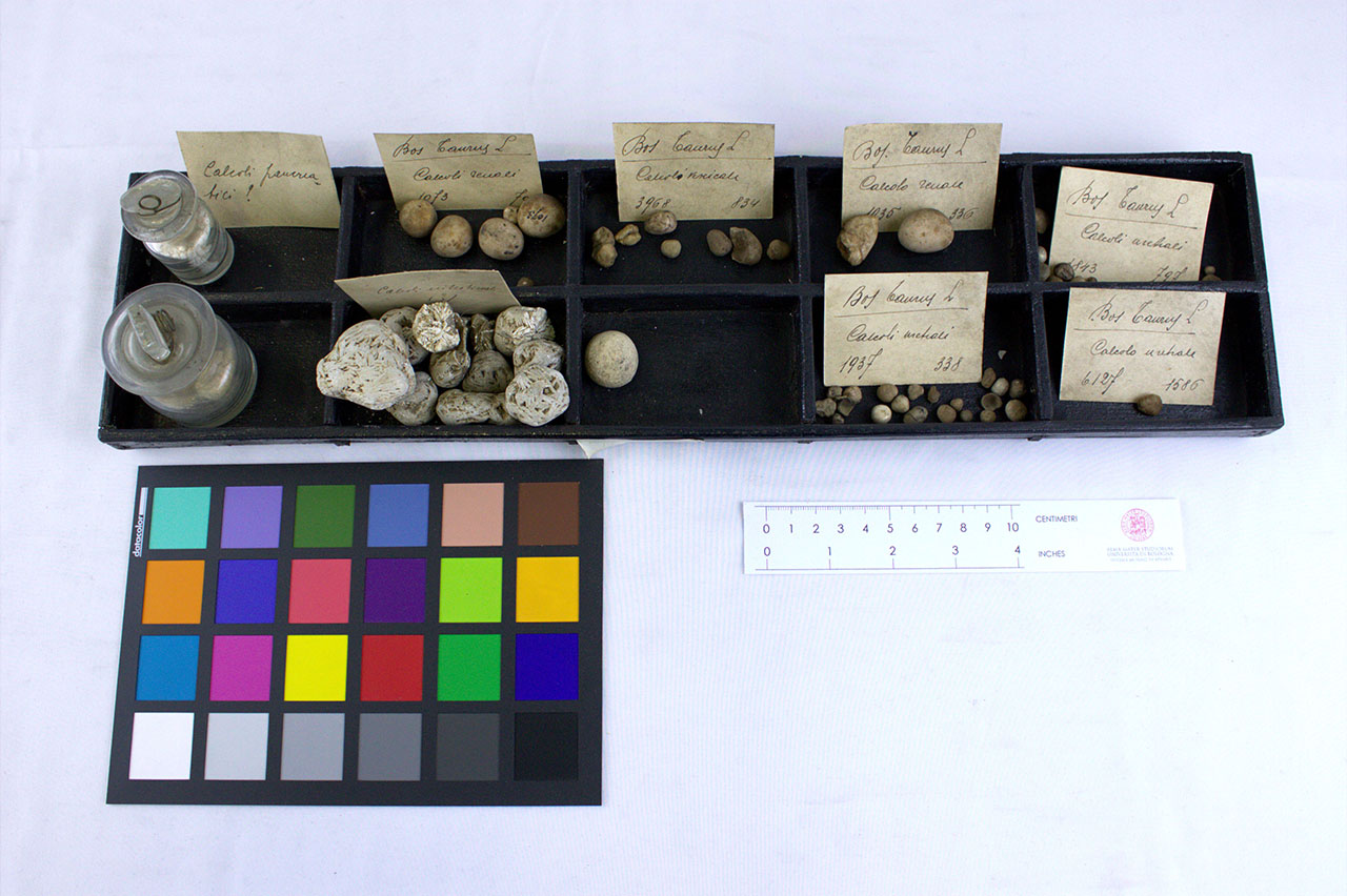 VERTEBRATI/ MAMMIFERI/ bovino (esemplare)