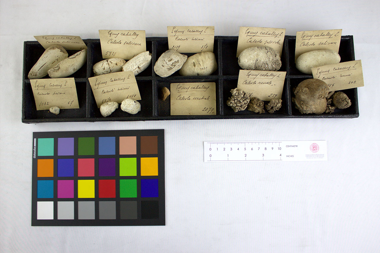 VERTEBRATI/ MAMMIFERI/ cavallo (esemplare)