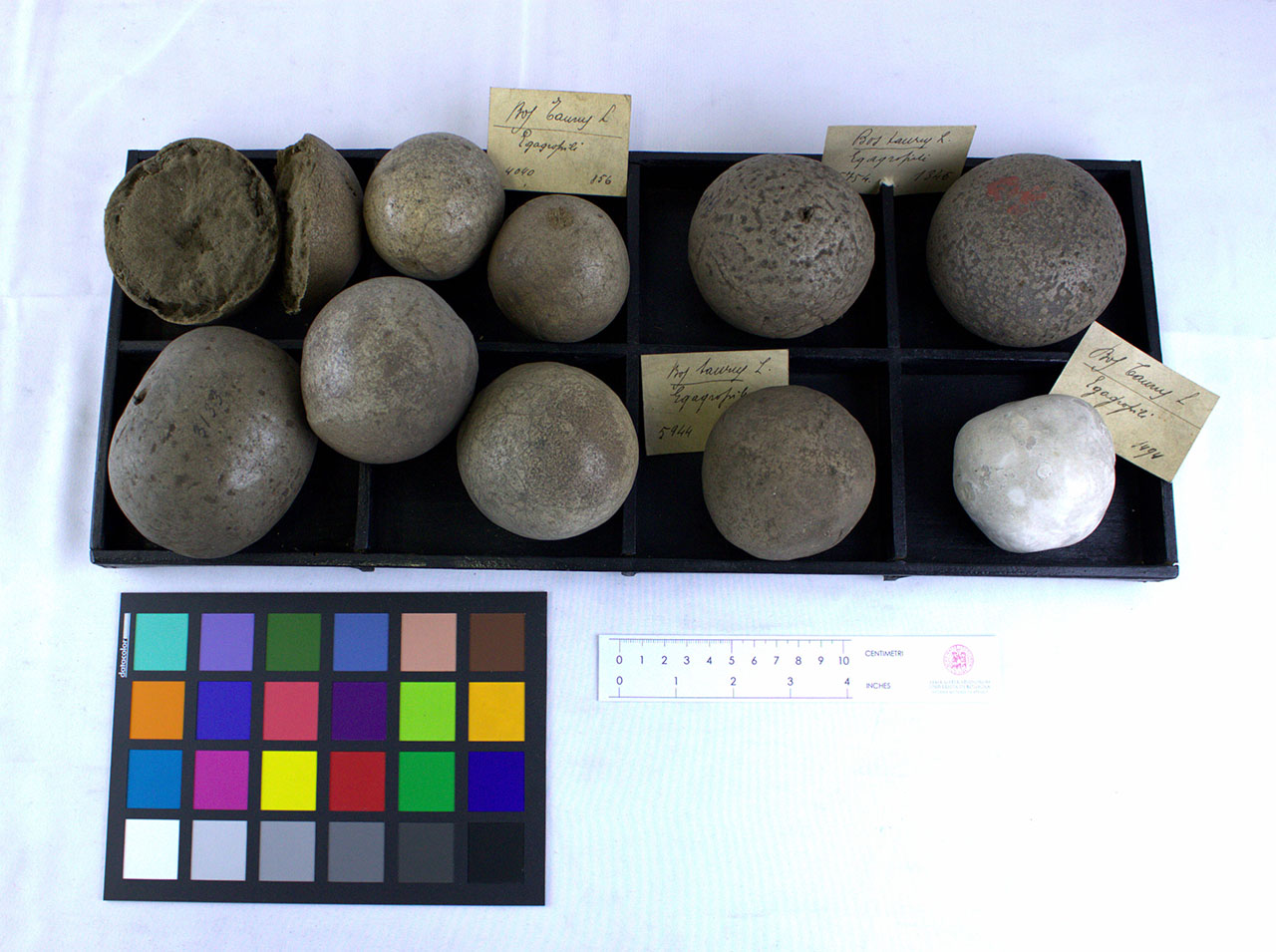 VERTEBRATI/ MAMMIFERI/ bovino (esemplare)