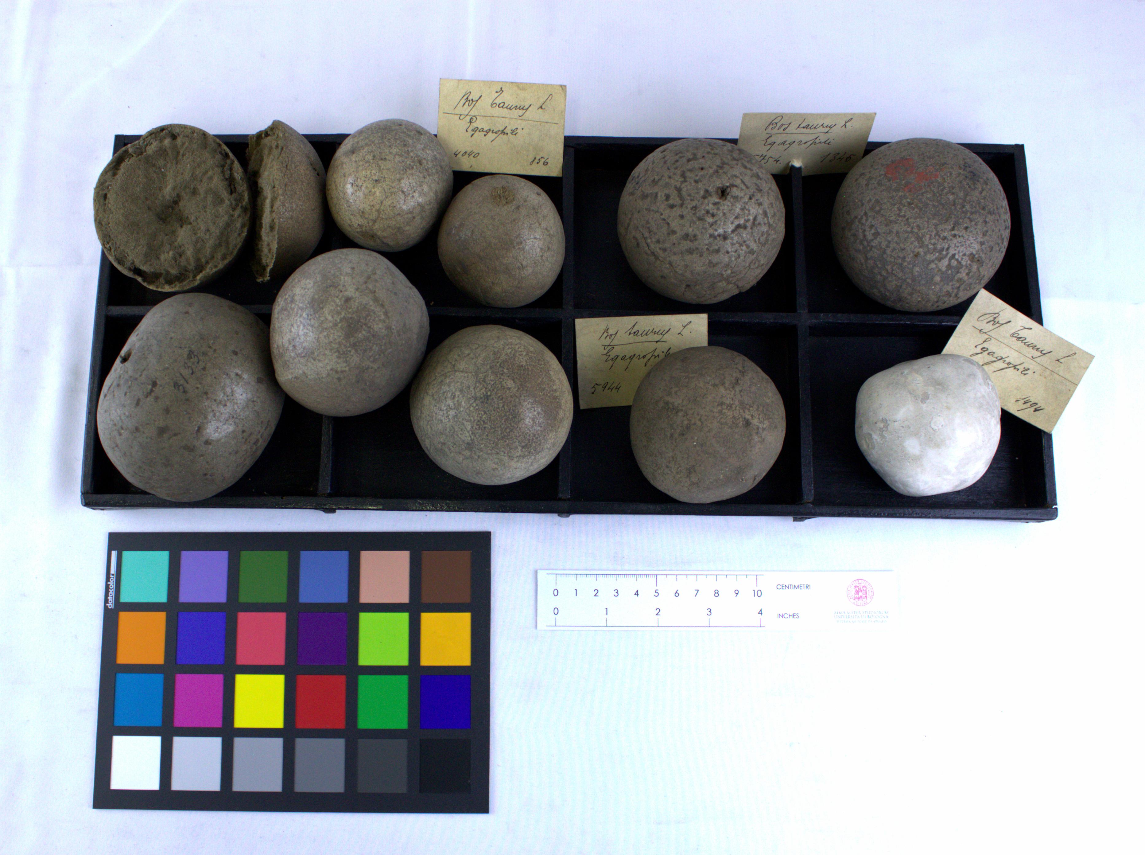 VERTEBRATI/ MAMMIFERI/ bovino (esemplare)