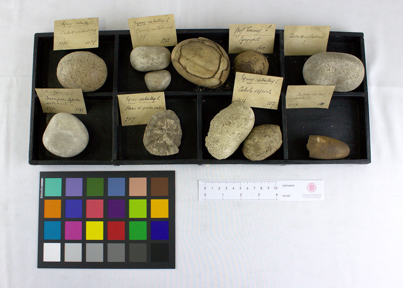 VERTEBRATI/ MAMMIFERI/ cavallo (esemplare)