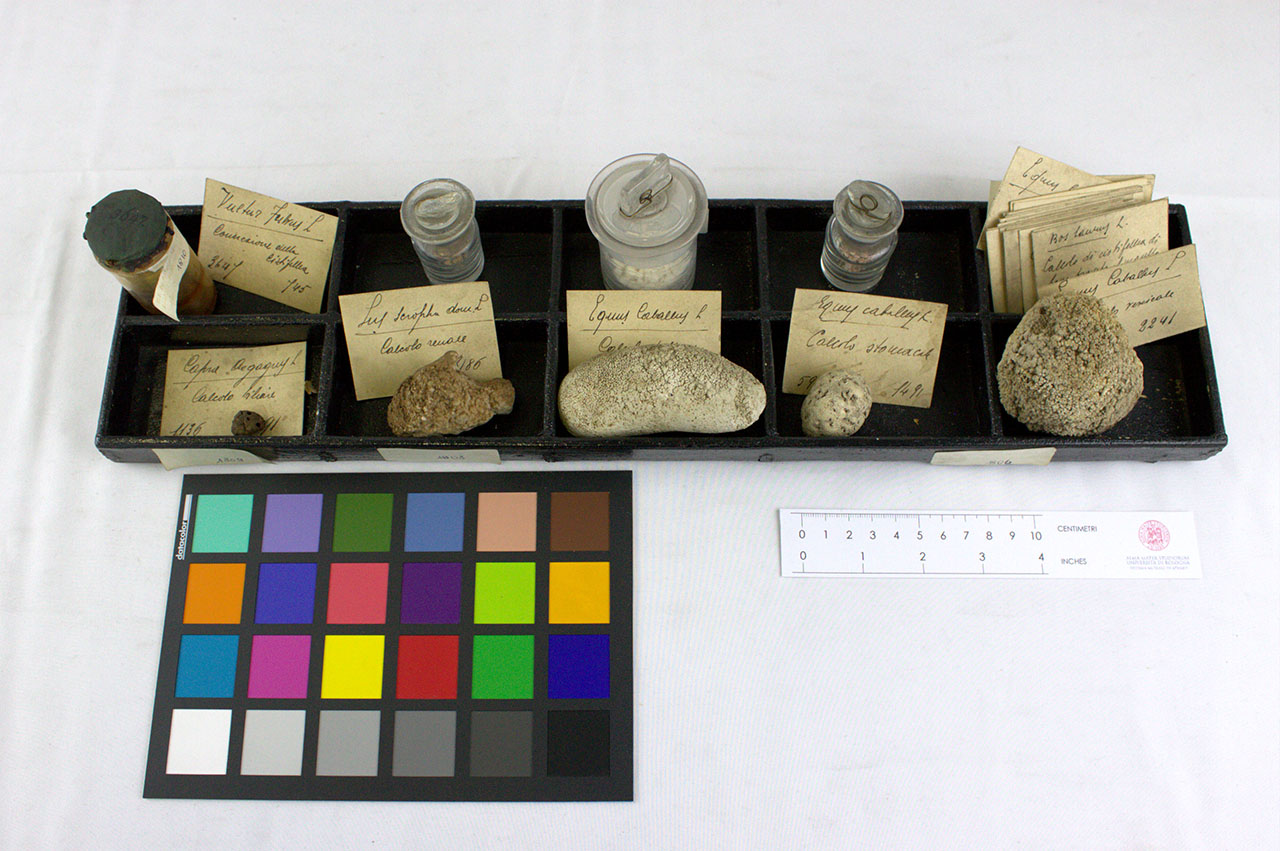 VERTEBRATI/ MAMMIFERI/ cavallo (esemplare)