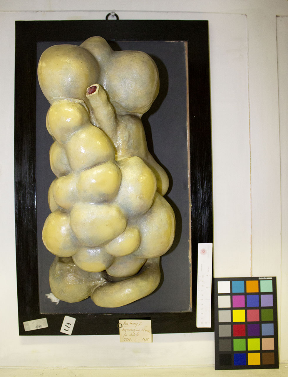 VERTEBRATI/ MAMMIFERI/ bovino (esemplare)