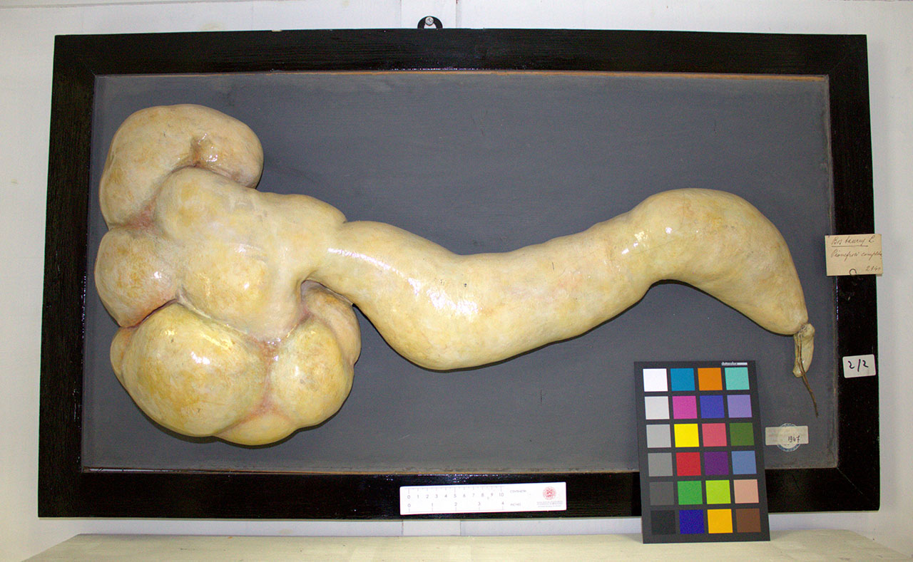 VERTEBRATI/ MAMMIFERI/ bovino (esemplare)