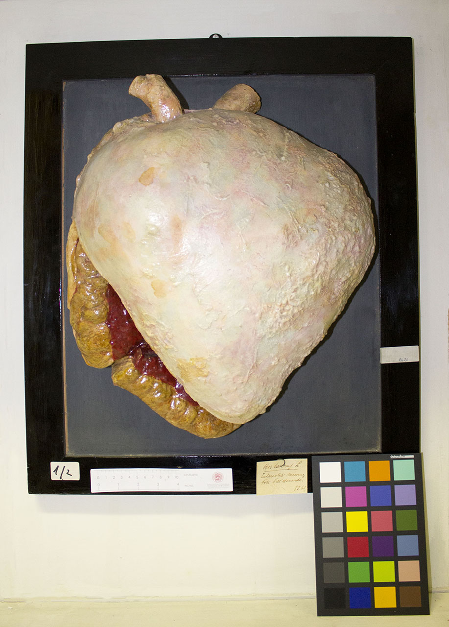 VERTEBRATI/ MAMMIFERI/ bovino (esemplare)