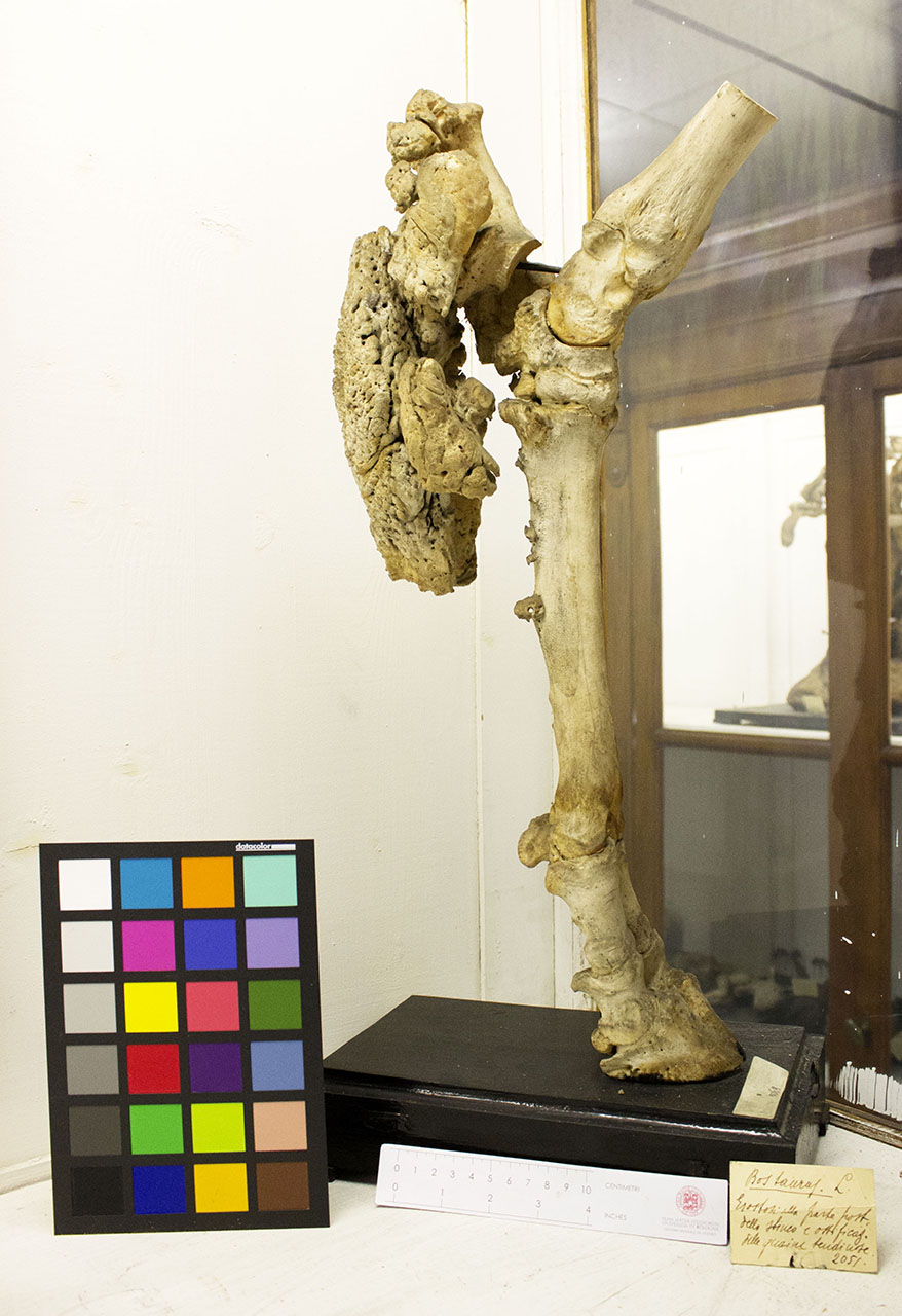 VERTEBRATI/ MAMMIFERI/ bovino (esemplare)