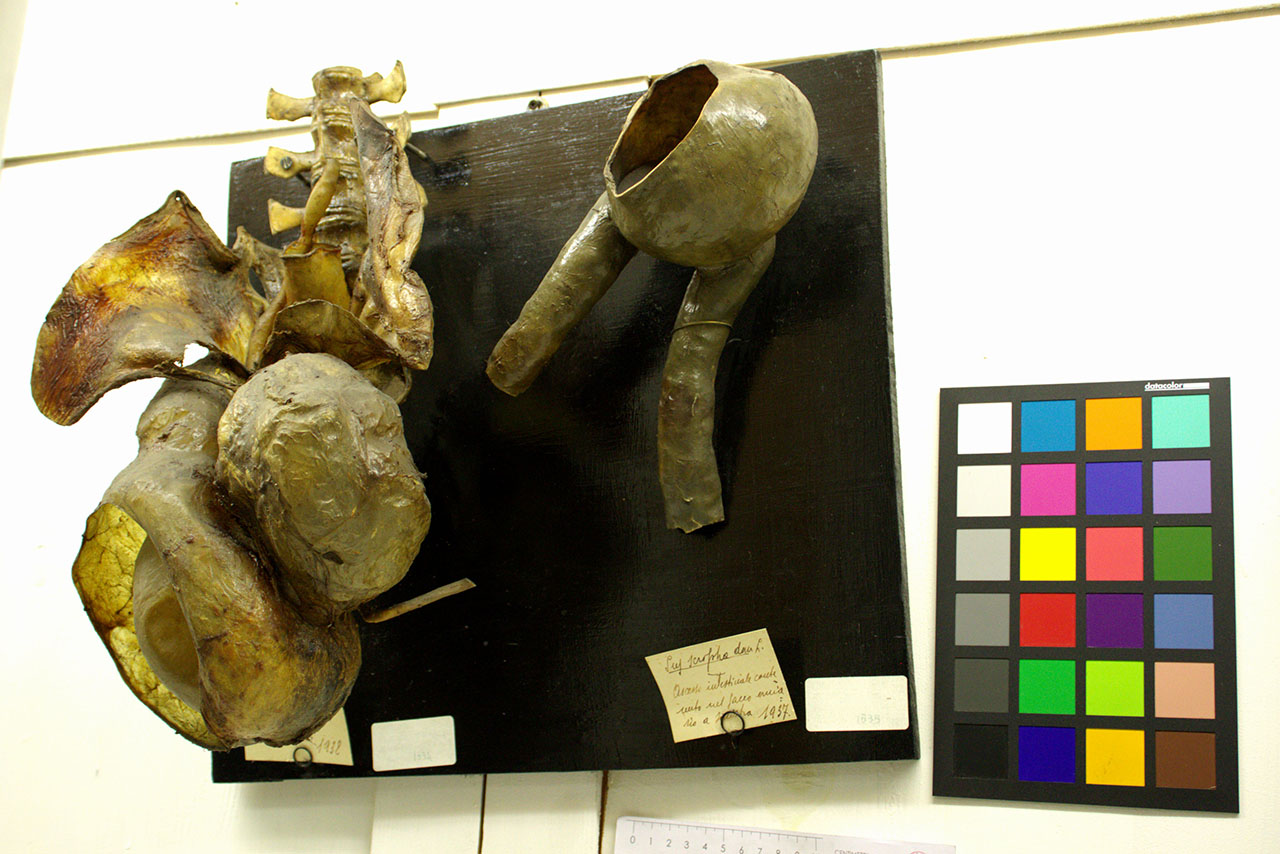 VERTEBRATI/MAMMIFERO/maiale (esemplare)