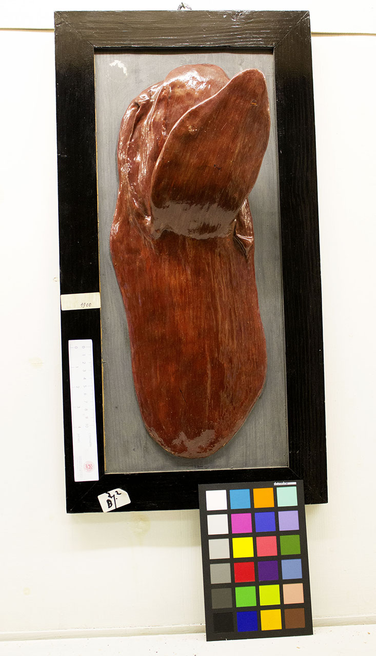 VERTEBRATI/ MAMMIFERI/ bovino (esemplare)