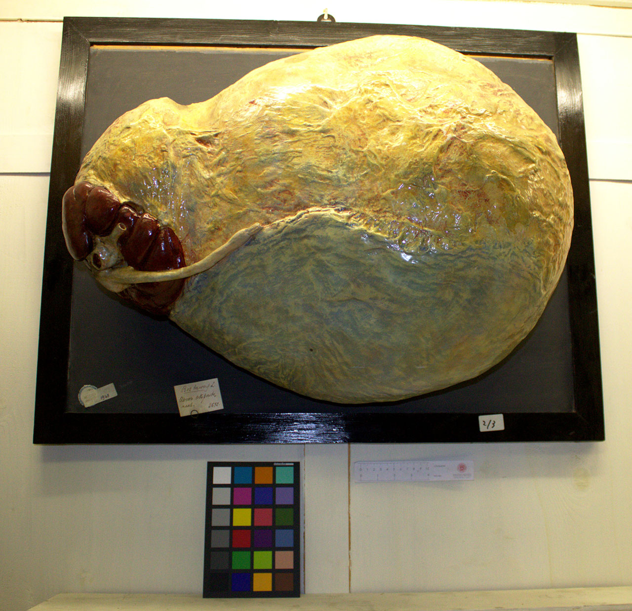 VERTEBRATI/ MAMMIFERI/ bovino (esemplare)