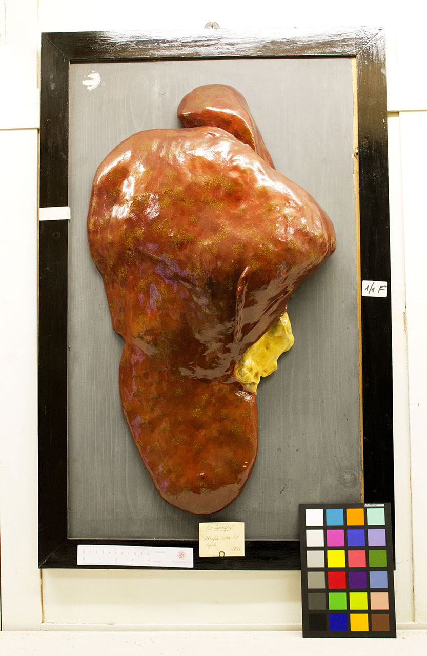 VERTEBRATI/ MAMMIFERI/ bovino (esemplare)