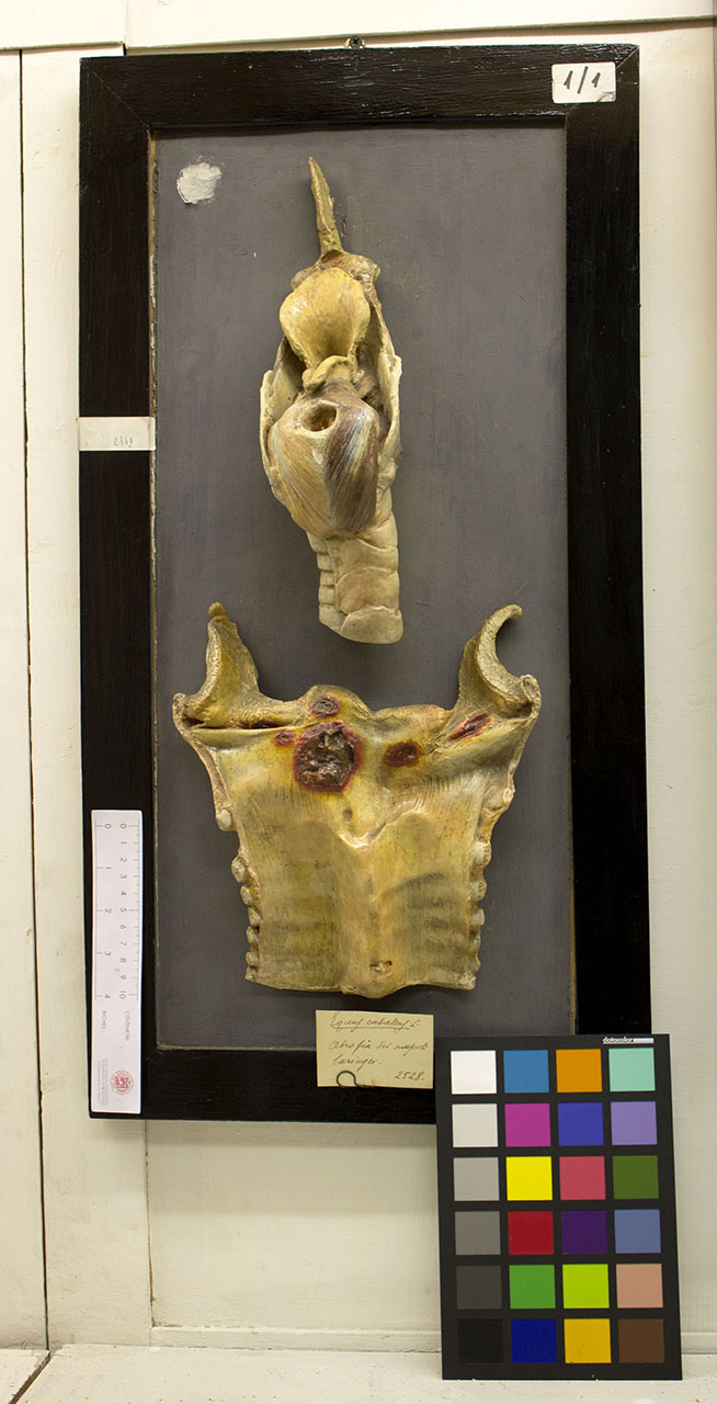 VERTEBRATI/ MAMMIFERI/ cavallo (esemplare)