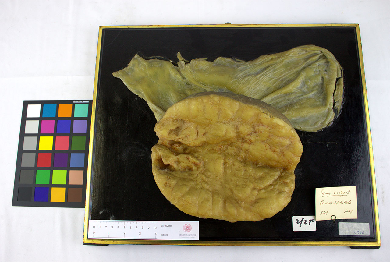 VERTEBRATI/ MAMMIFERI/ mulo (esemplare)