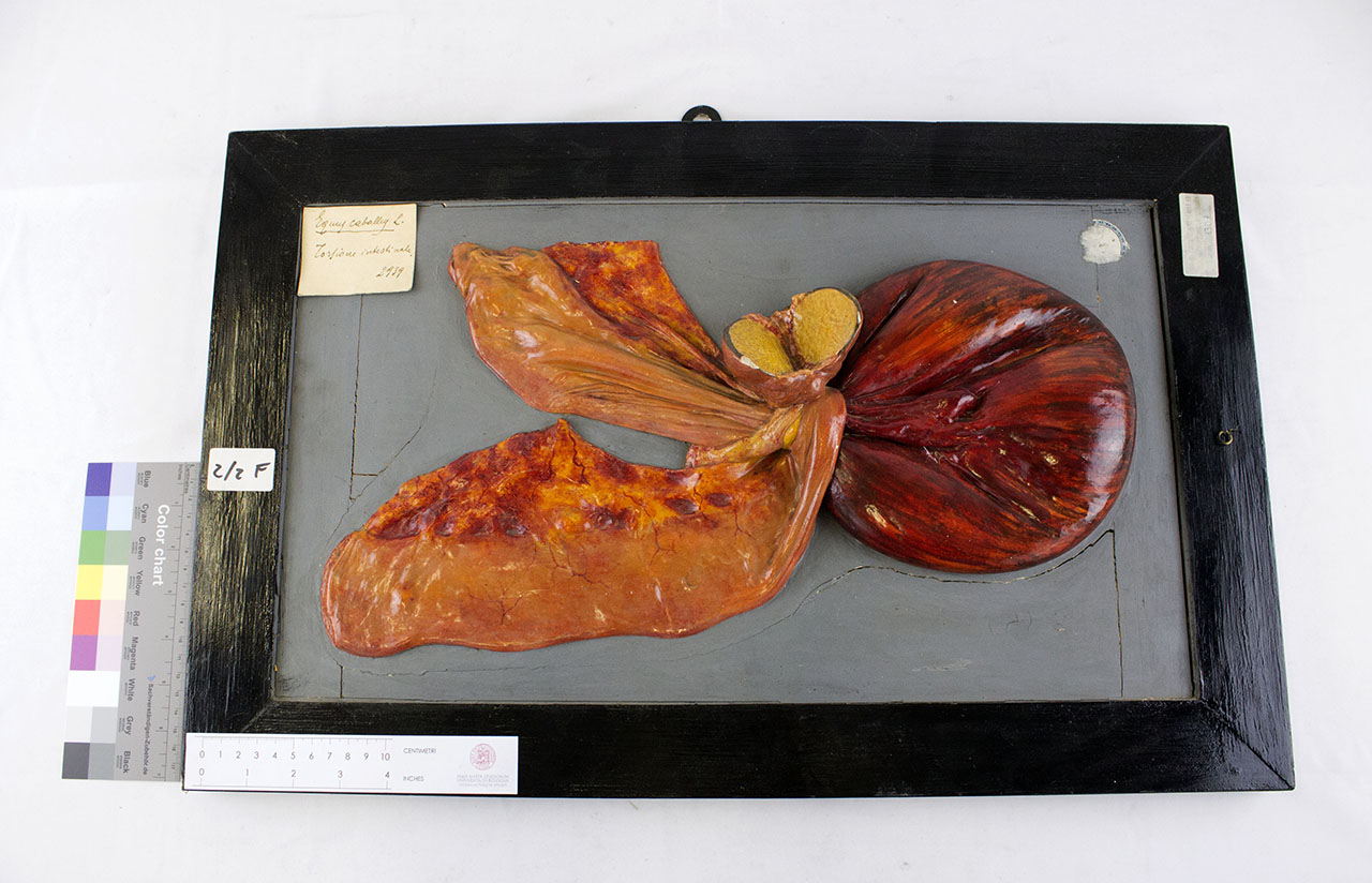 VERTEBRATI/ MAMMIFERI/ cavallo (esemplare)