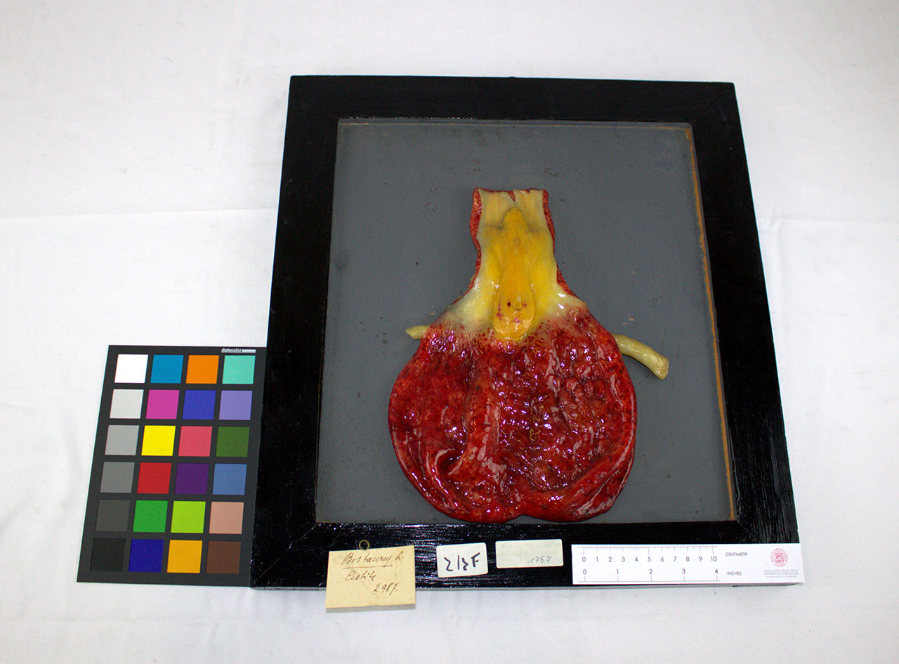 VERTEBRATI/ MAMMIFERI/ bovino (esemplare)