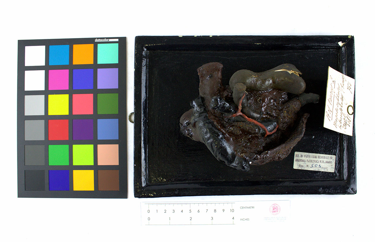 VERTEBRATI/ MAMMIFERI/ bovino (esemplare)