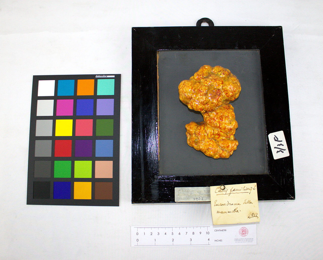 VERTEBRATI/MAMMIFERI/cane (esemplare)