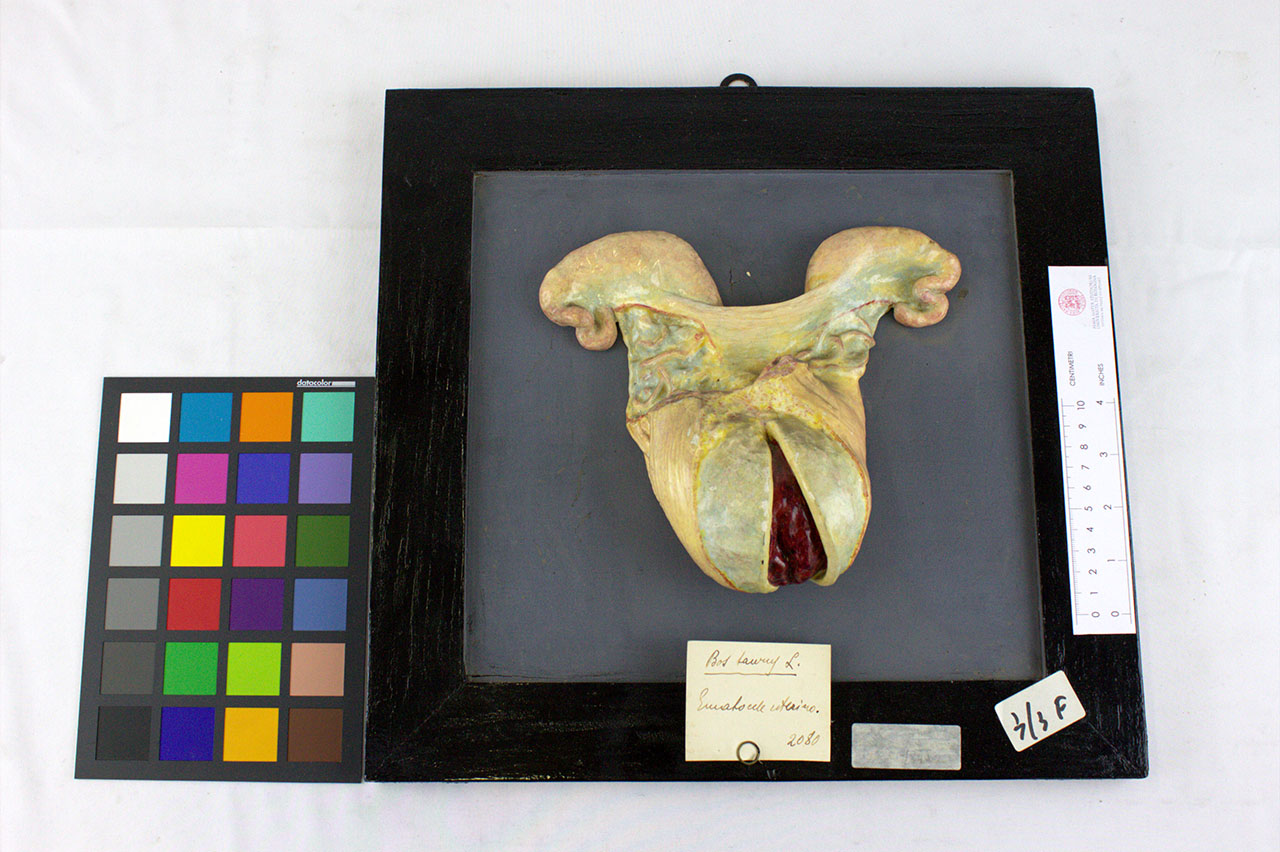 VERTEBRATI/ MAMMIFERI/ bovino (esemplare)