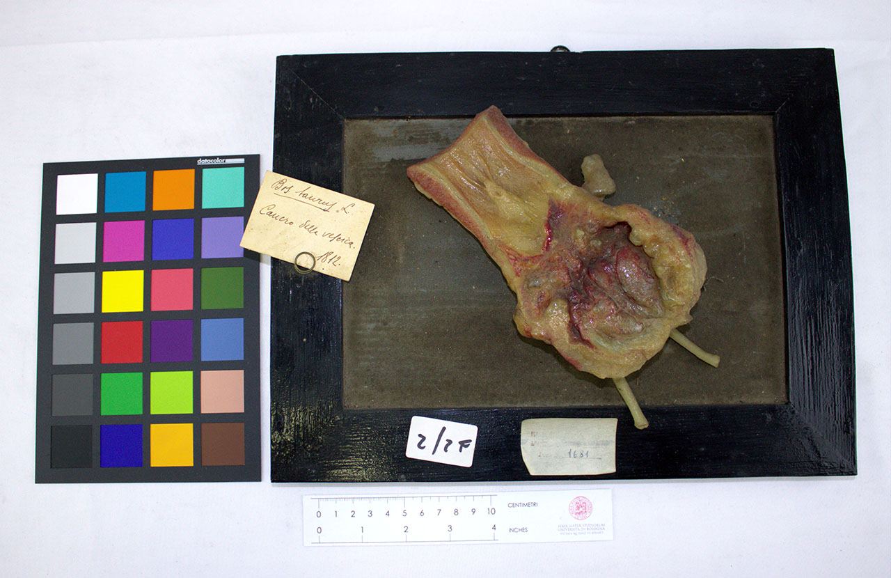 VERTEBRATI/ MAMMIFERI/ bovino (esemplare)