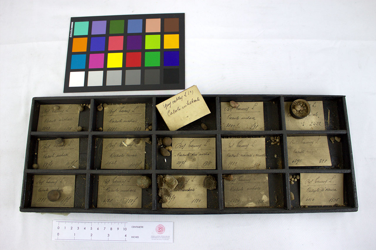 VERTEBRATI/ MAMMIFERI/ bovino (esemplare)