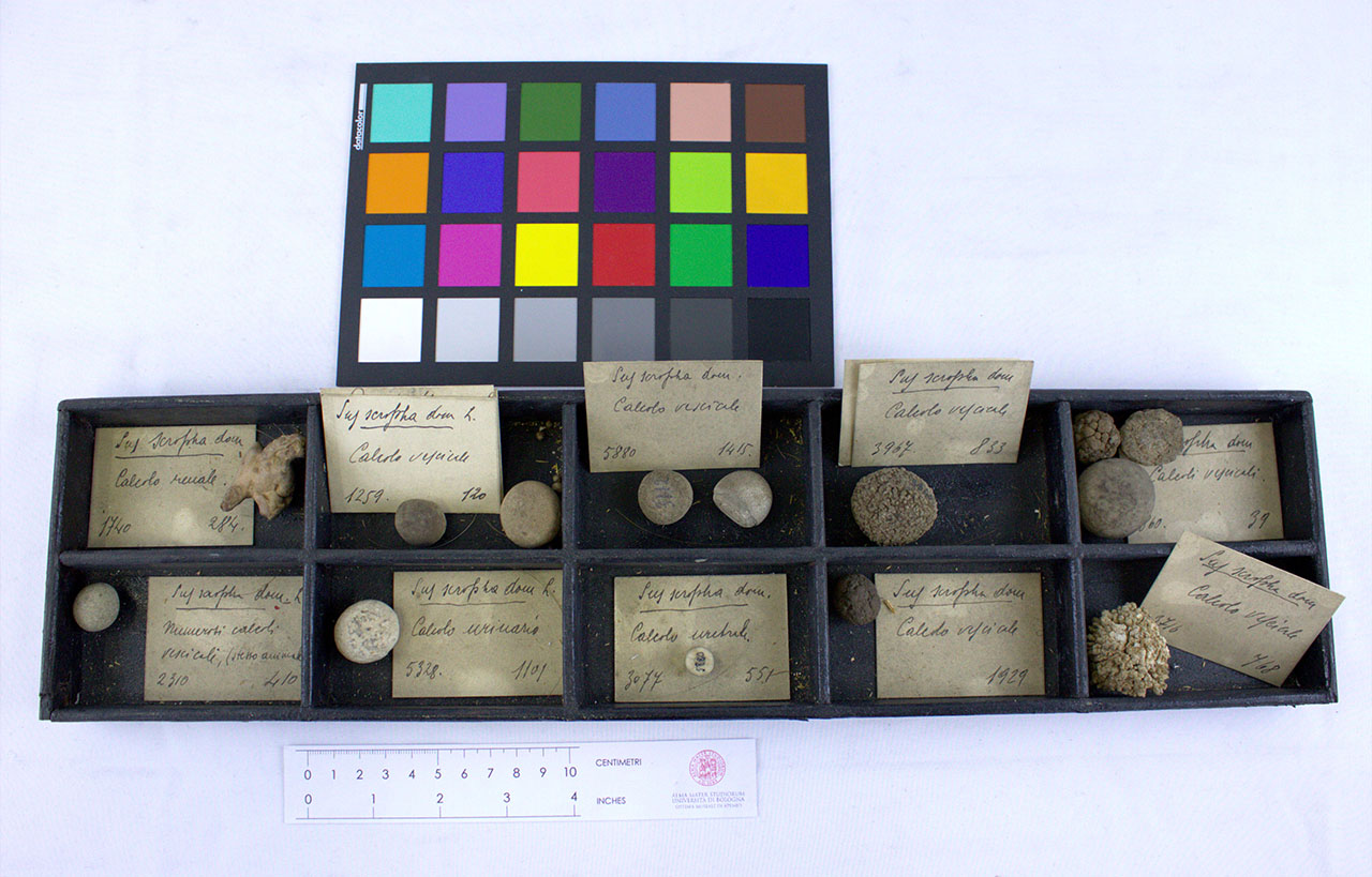 VERTEBRATI/MAMMIFERO/maiale (esemplare)