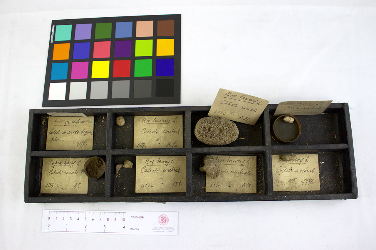 VERTEBRATI/ MAMMIFERI/ bovino (esemplare)