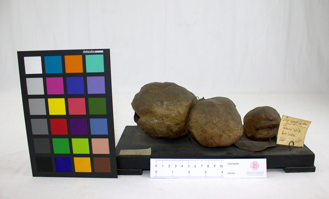 VERTEBRATI/MAMMIFERO/maiale (esemplare)