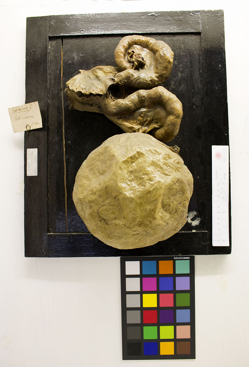 VERTEBRATI/ MAMMIFERI/ bovino (esemplare)