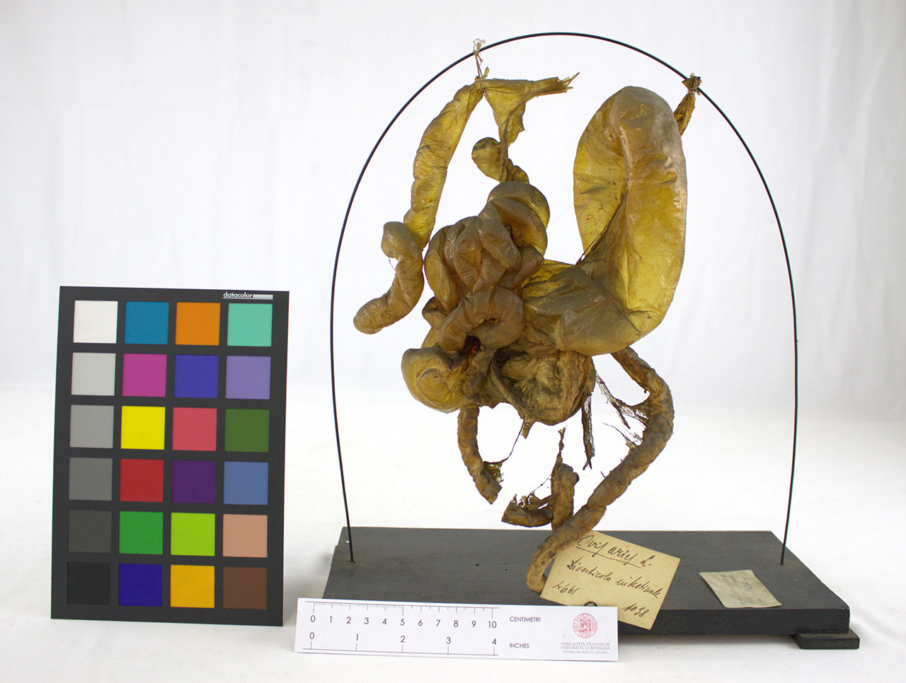 VERTEBRATI/MAMMIFERI/pecora (esemplare)