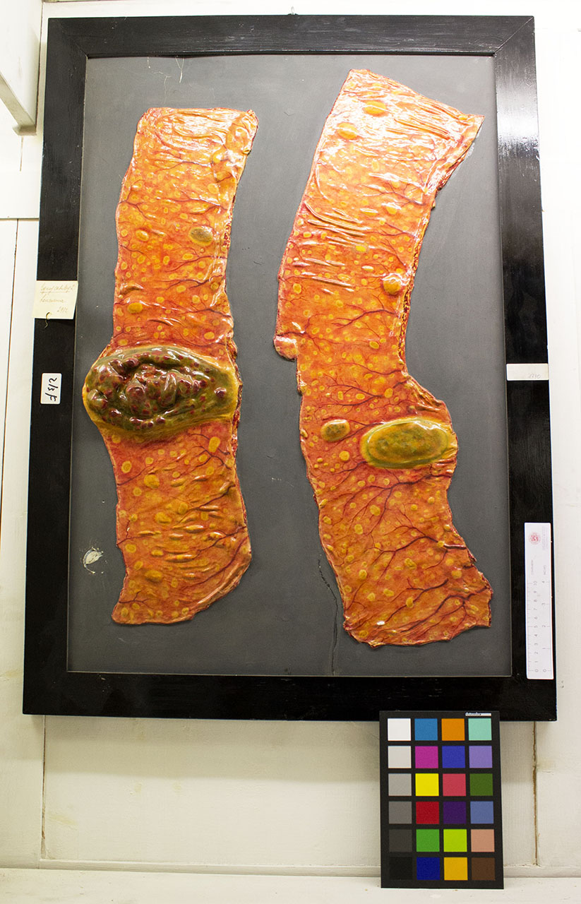 VERTEBRATI/ MAMMIFERI/ cavallo (esemplare)