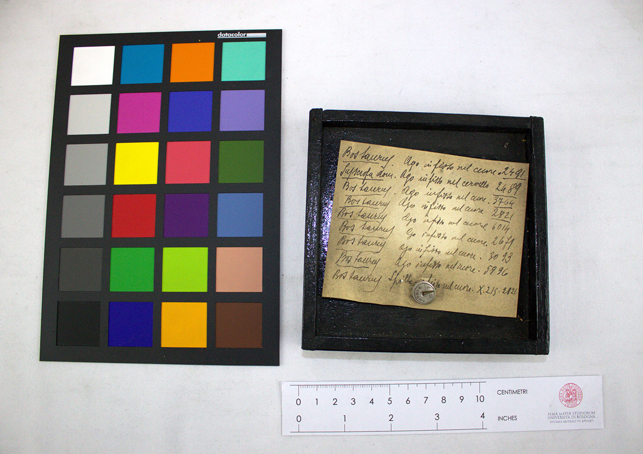 VERTEBRATI/ MAMMIFERI/ bovino (esemplare)