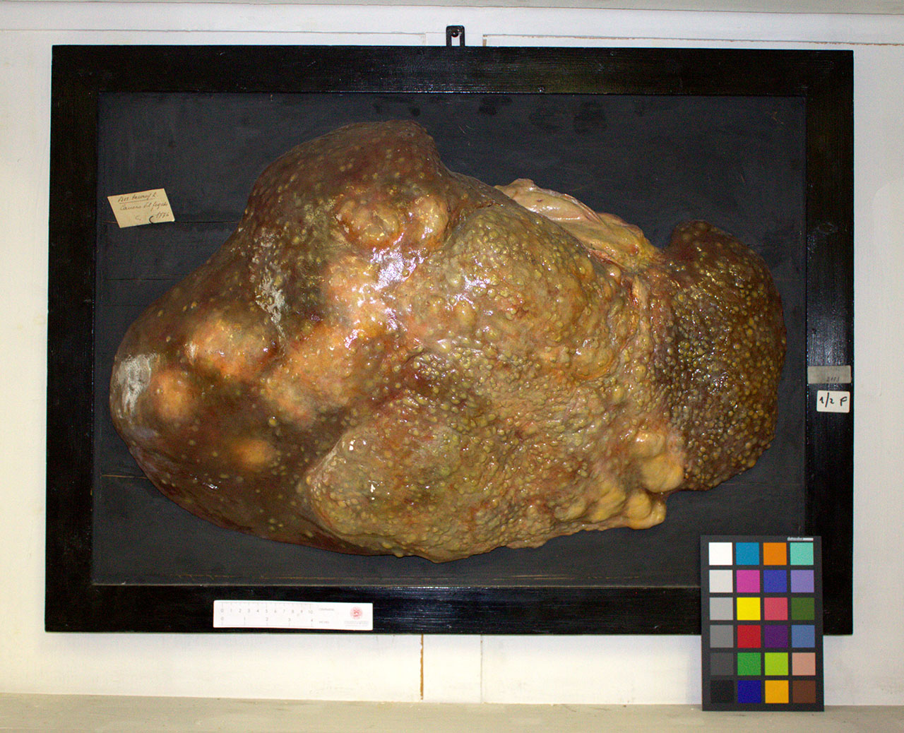 VERTEBRATI/ MAMMIFERI/ bovino (esemplare)