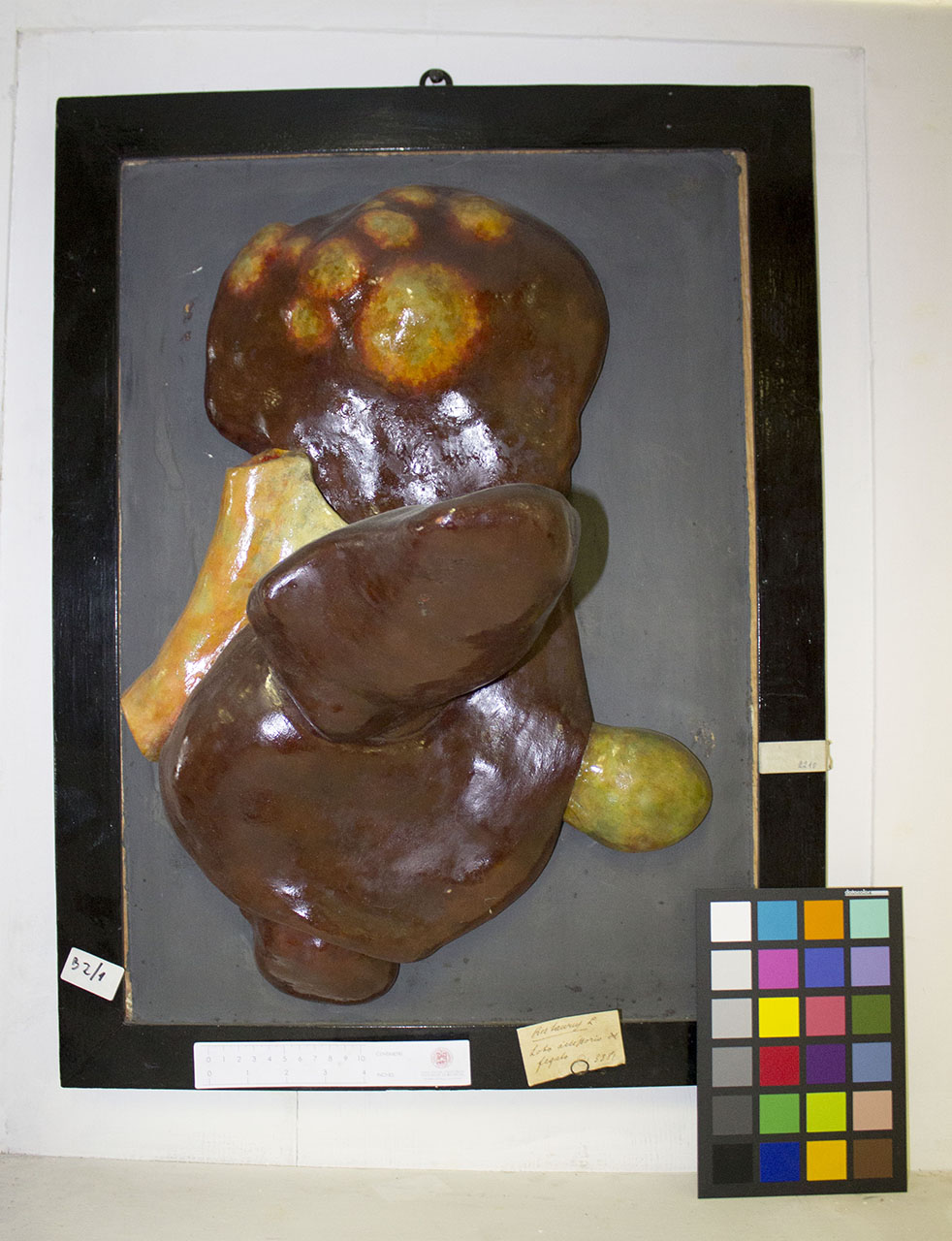 VERTEBRATI/ MAMMIFERI/ bovino (esemplare)