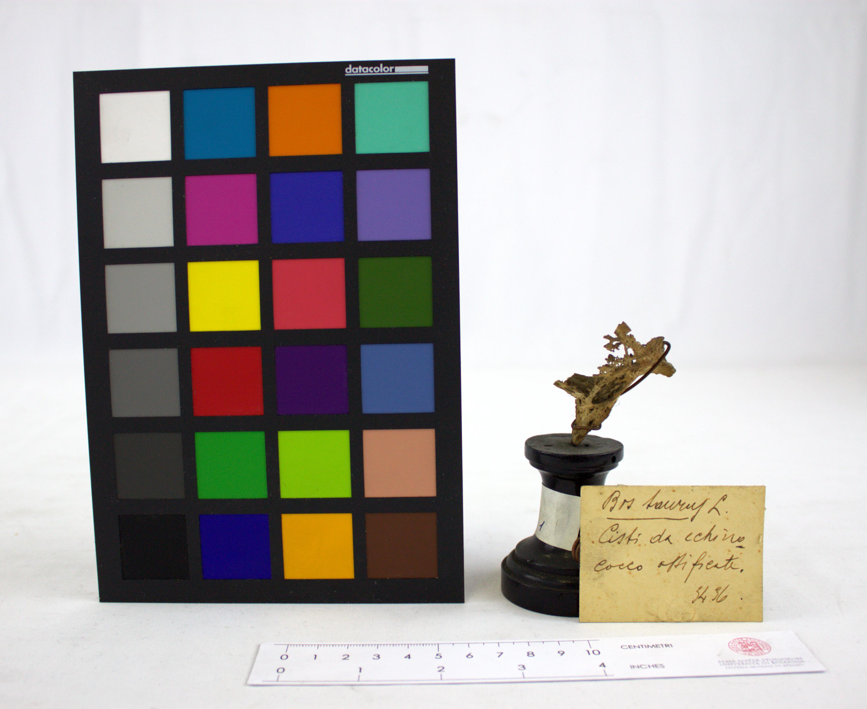 VERTEBRATI/ MAMMIFERI/ bovino (esemplare)