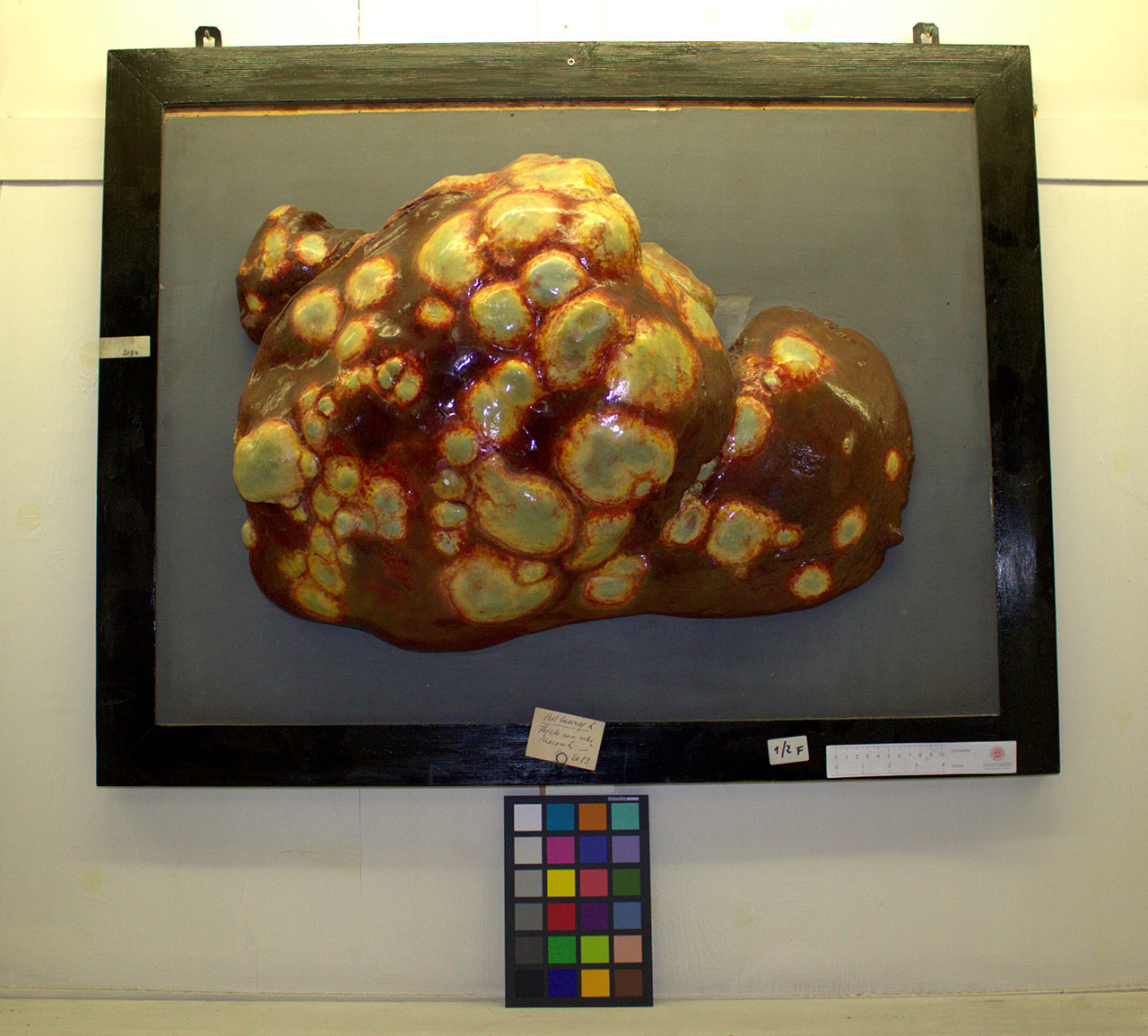 VERTEBRATI/ MAMMIFERI/ bovino (esemplare)