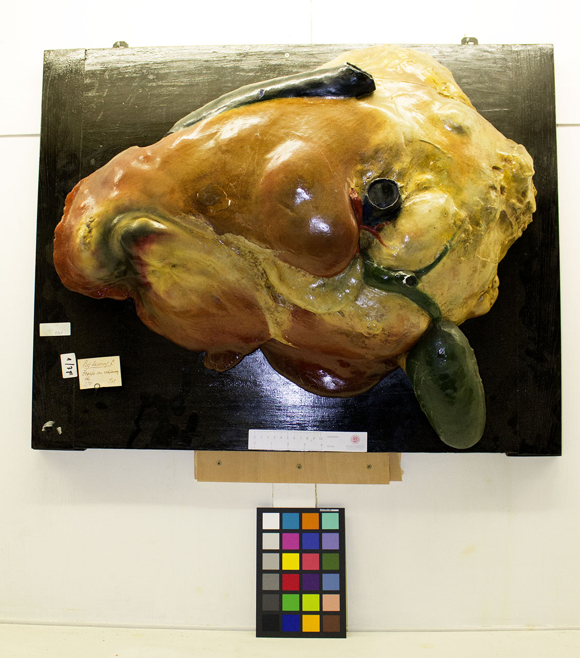 VERTEBRATI/ MAMMIFERI/ bovino (esemplare)