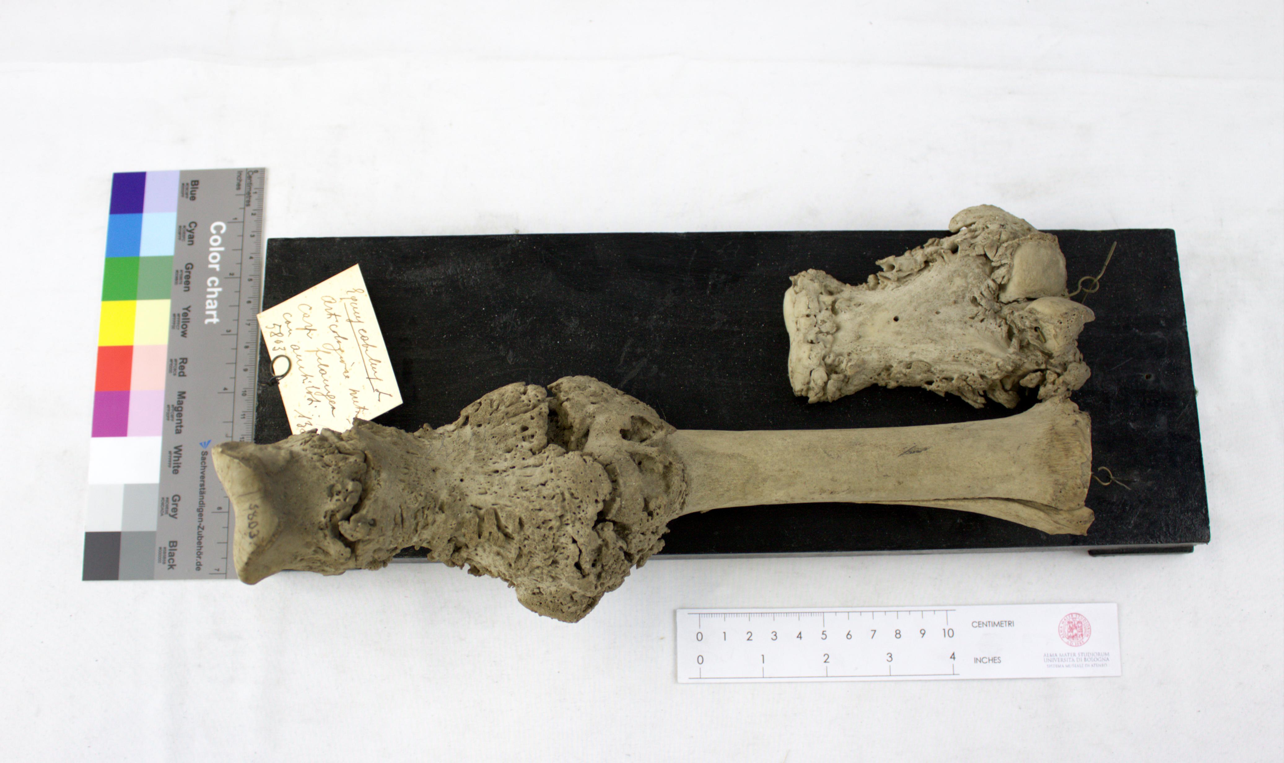 VERTEBRATI/ MAMMIFERI/ cavallo (esemplare)