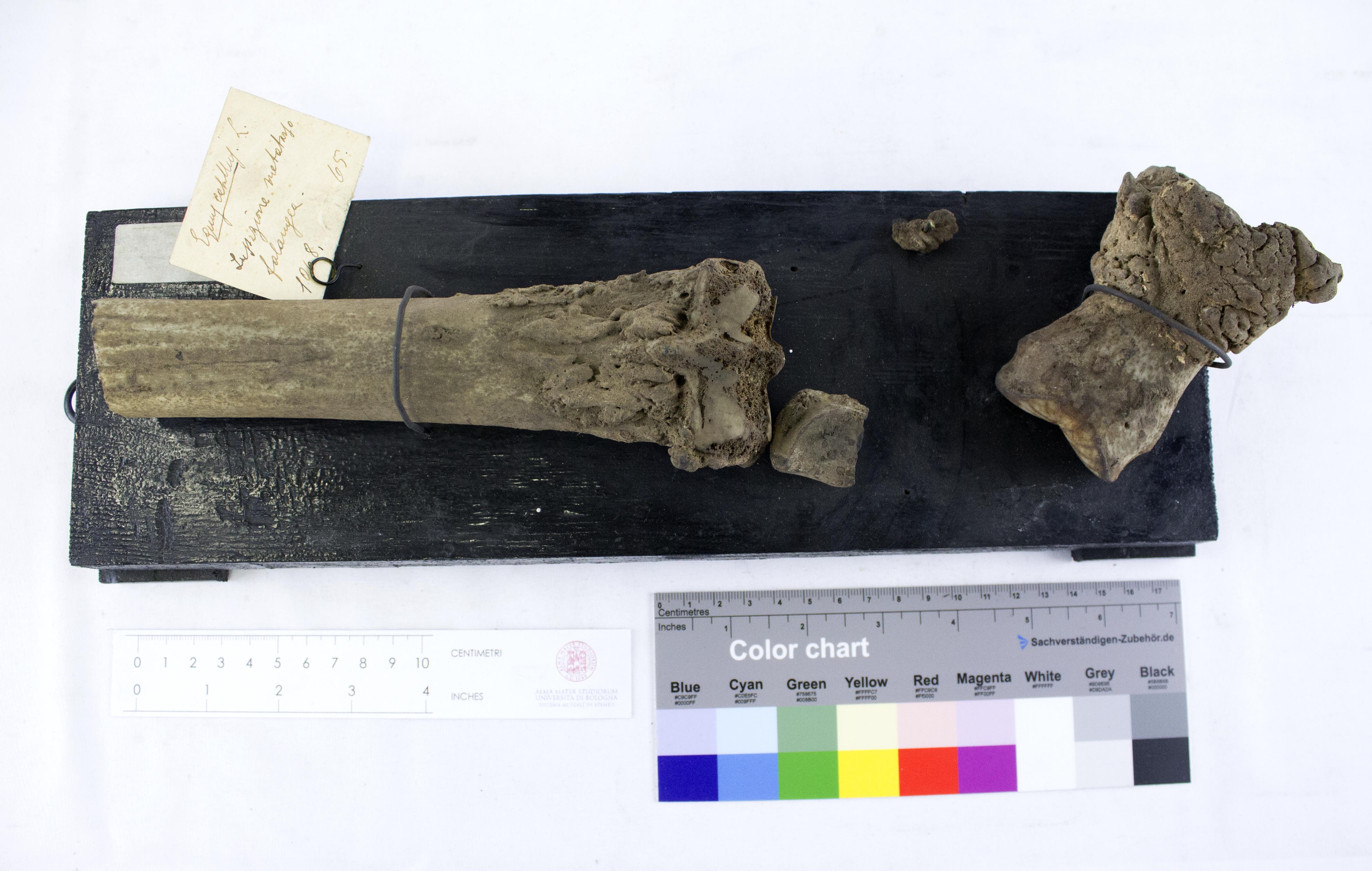 VERTEBRATI/ MAMMIFERI/ cavallo (esemplare)