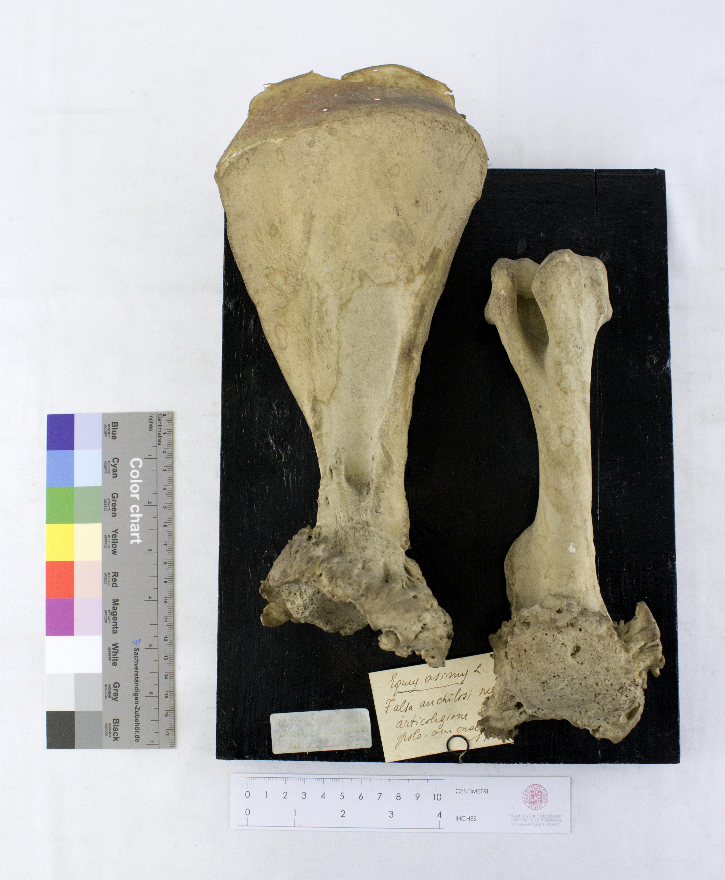 VERTEBRATI/ MAMMIFERI/ asino (esemplare)