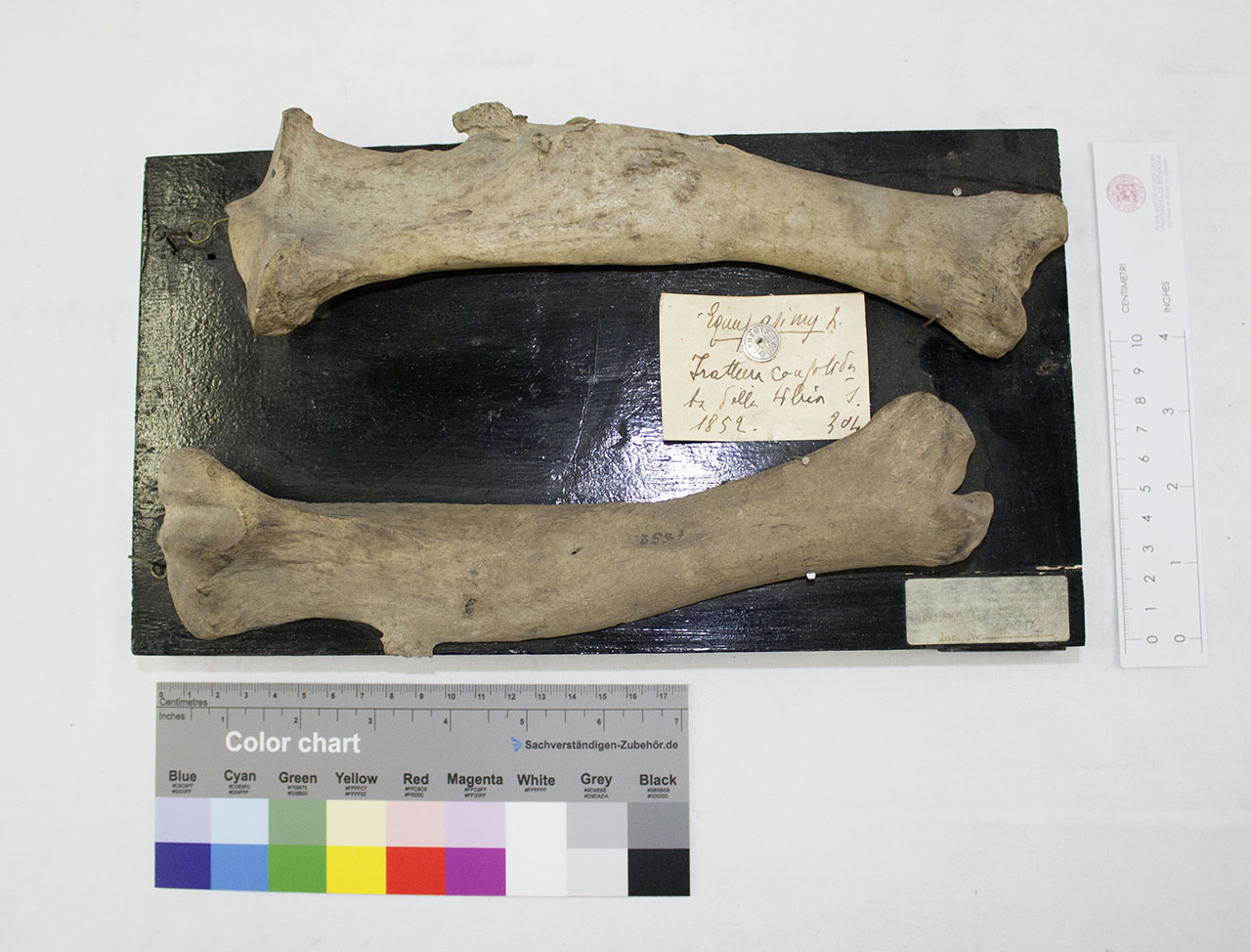 VERTEBRATI/ MAMMIFERI/ asino (esemplare)