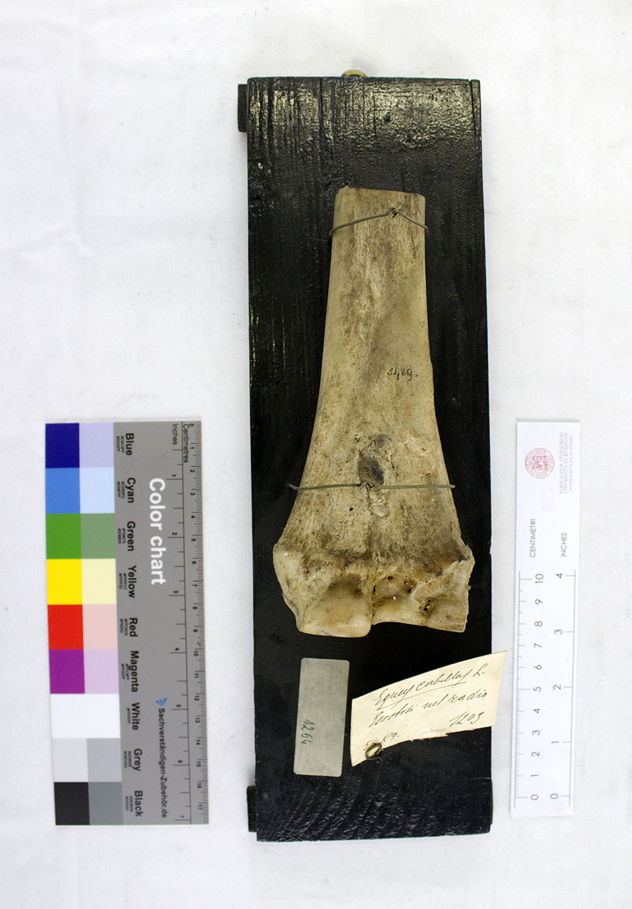 VERTEBRATI/ MAMMIFERI/ cavallo (esemplare)