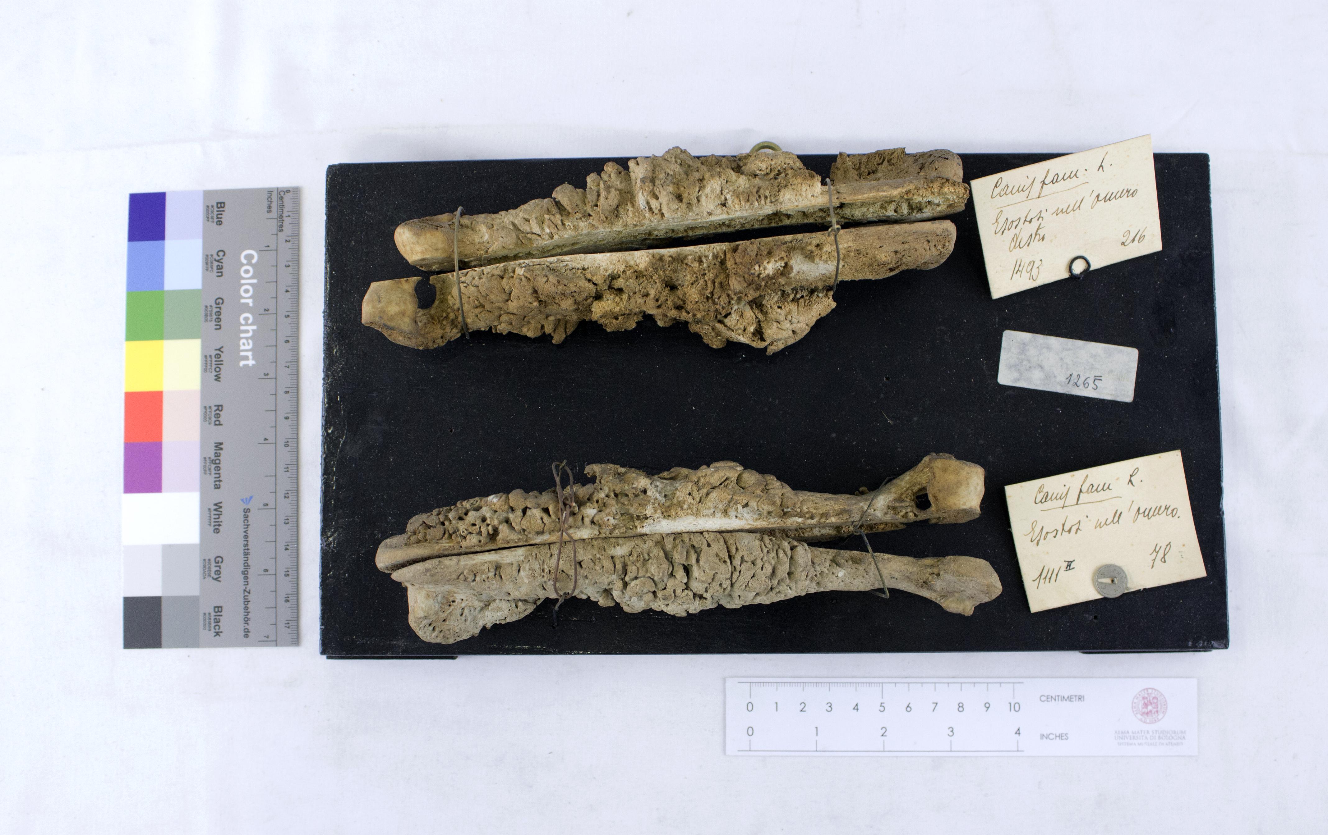 VERTEBRATI/MAMMIFERI/cane (esemplare)