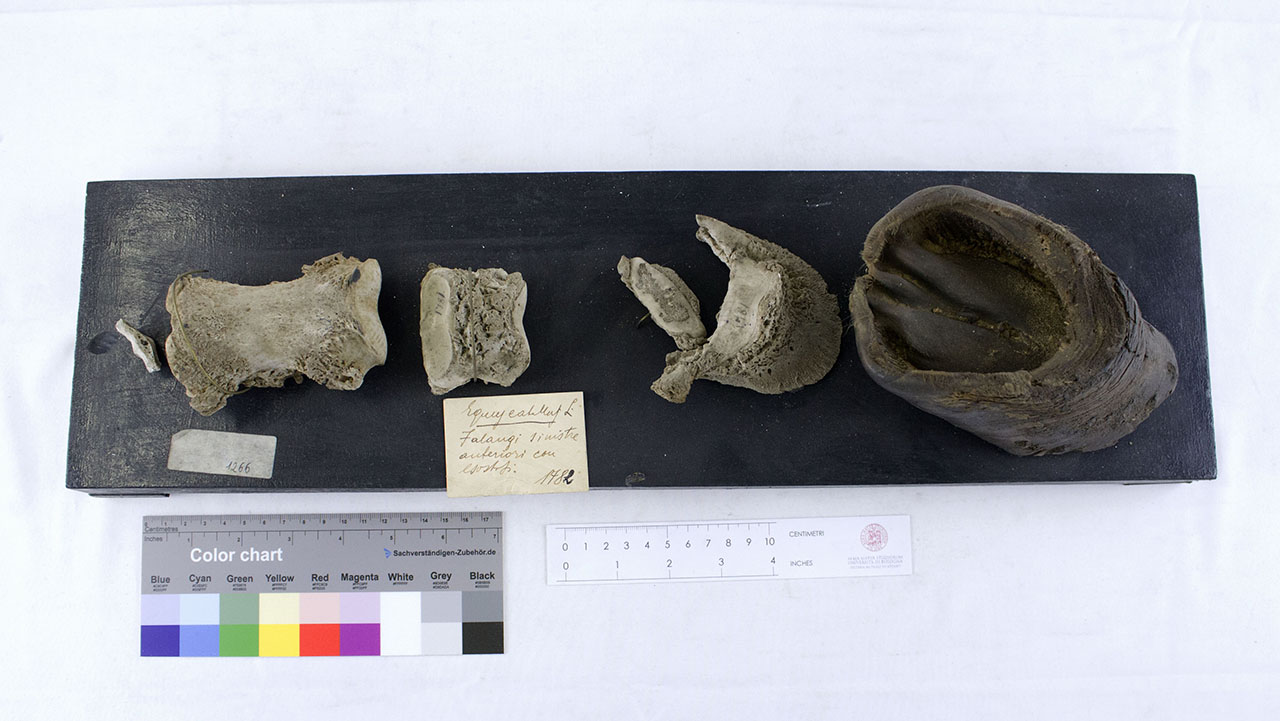 VERTEBRATI/ MAMMIFERI/ cavallo (esemplare)