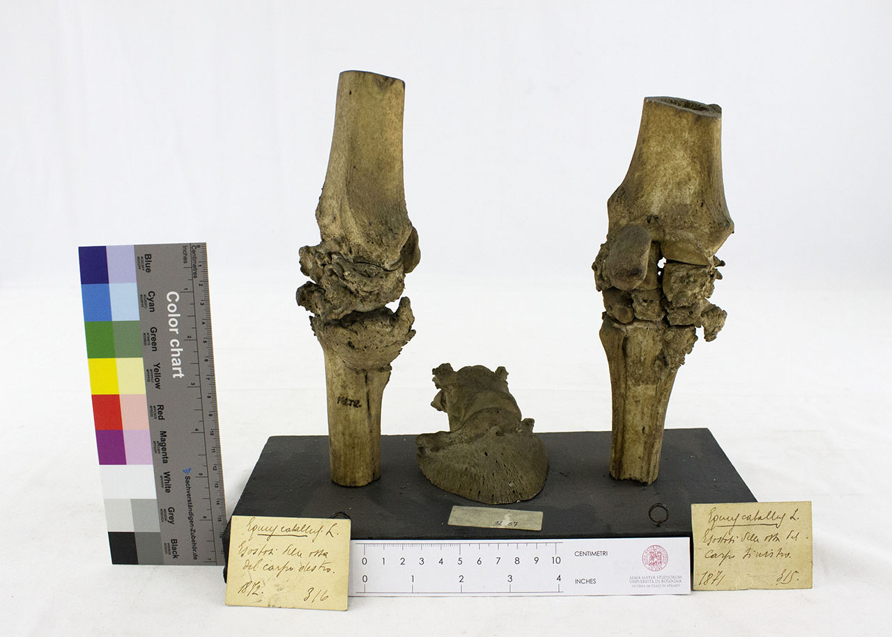 VERTEBRATI/ MAMMIFERI/ cavallo (esemplare)